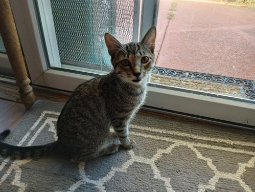 Cookie, Willow Grove PS, (FCID 08/25/2026-124), a cat for adoption from Forgotten Cats, Inc.