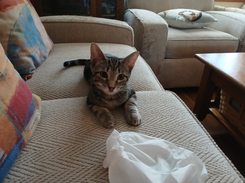Cookie, Willow Grove area,, photo 2