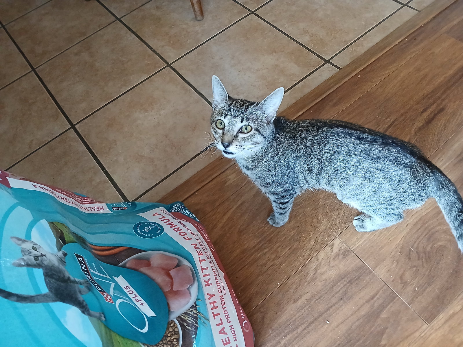 Cookie, Willow Grove area, (FCID 08/25/2026-124), photo 3