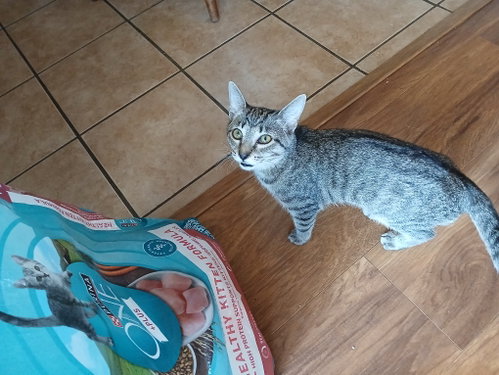 Photo 3 of Cookie, Willow Grove PS, (FCID 08/25/2026-124)