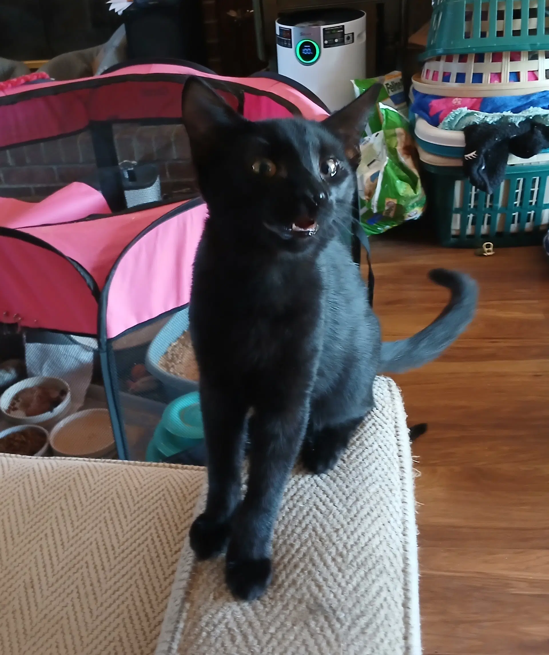 Licorice Willow Grove Ps Fcid - - Domestic Short Hair