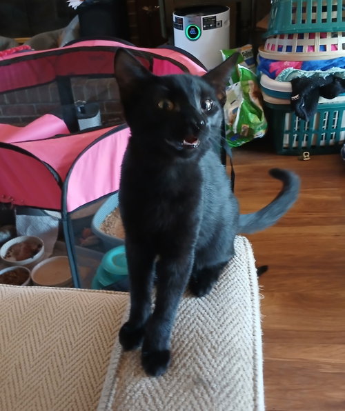 Licorice, Willow Grove PS, (FCID 08/25/2026-126), a cat for adoption from Forgotten Cats, Inc.