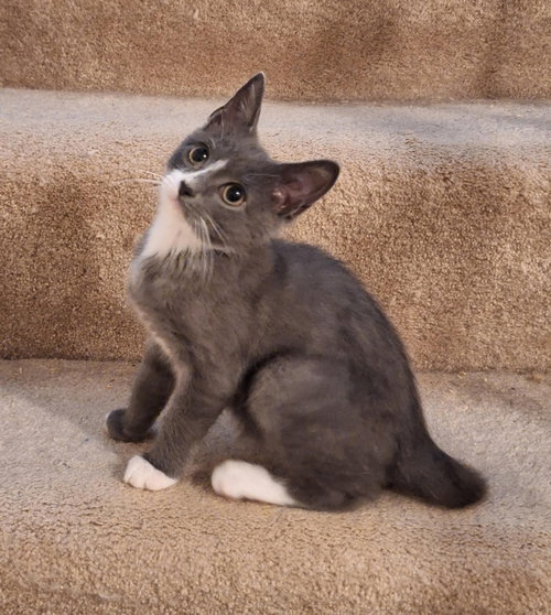 Mouse (FCID# 09/21/2026 - 1 Glen Mills PS) C, a cat for adoption from Forgotten Cats, Inc.