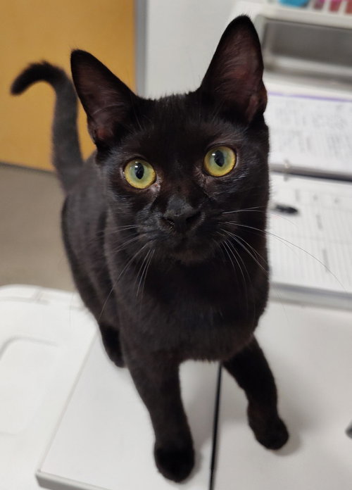 Hot Dog (FCID# 07/06/2026 - 63 Brookhaven PS) C, a cat for adoption from Forgotten Cats, Inc.