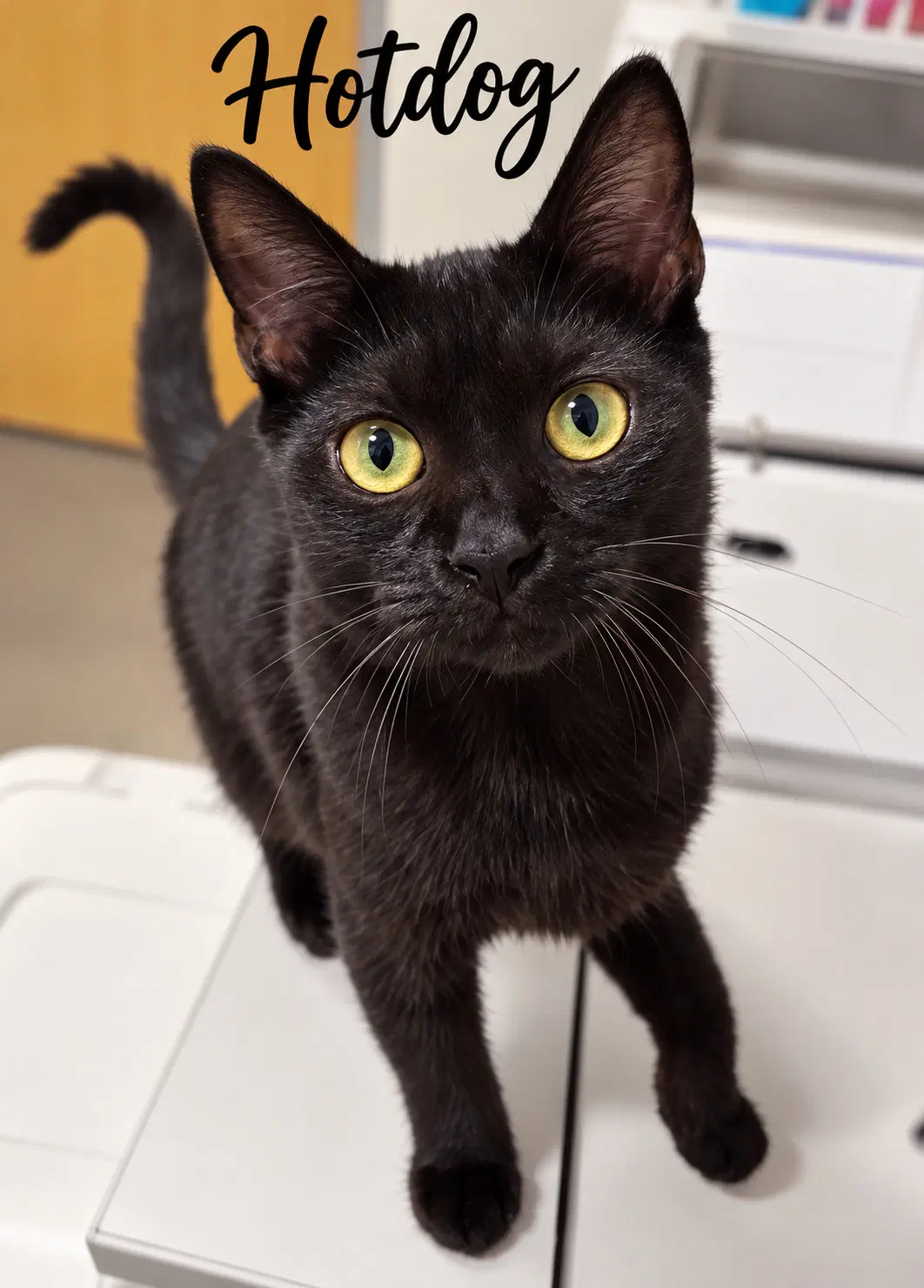 Hot Dog Fcid  -  Brookhaven Ps C - Domestic Short Hair