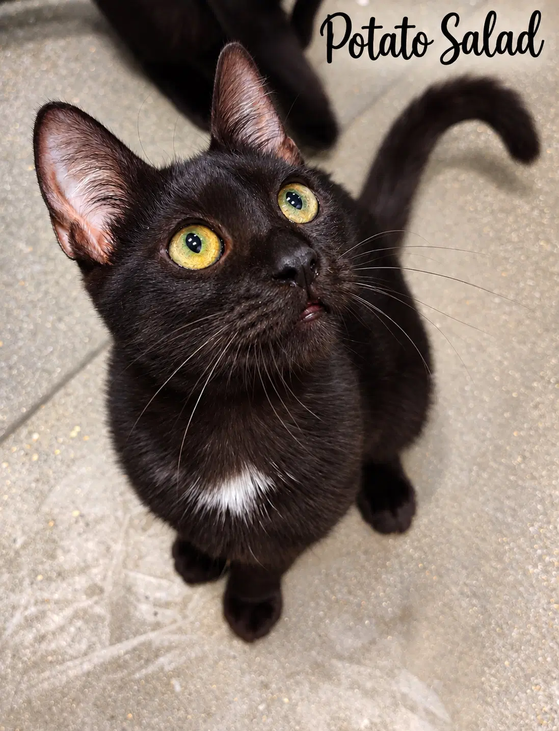 Potato Salad Fcid  -  Brookhaven Ps - Domestic Short Hair