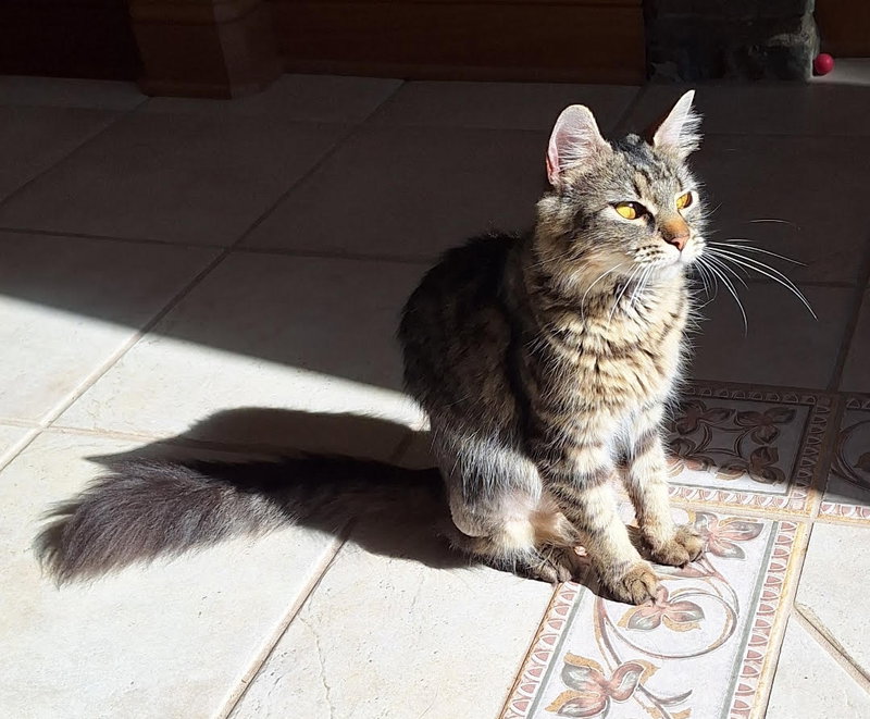 Buttercup DML/DLH C, photo 2