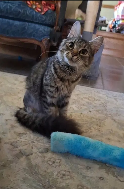 Buttercu Dmldlh Fcid  -  C - Domestic Medium Hair