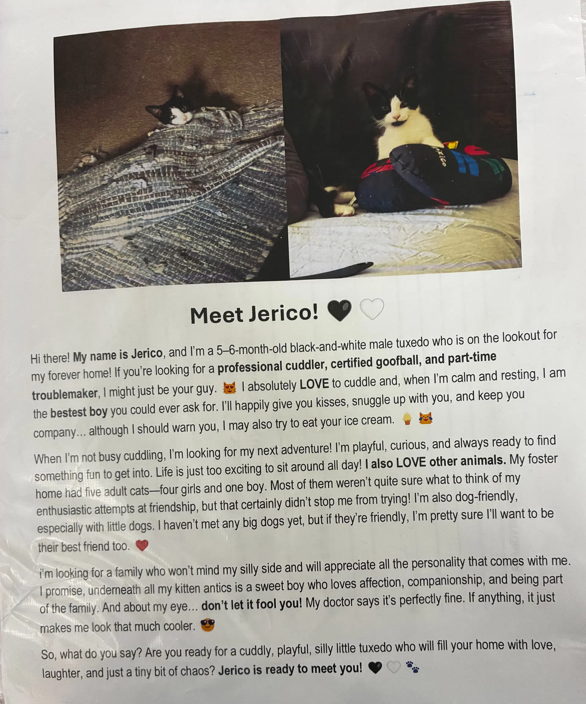 Jericho Fcid  -  Brookhaven Ps Dc - Domestic Short Hair
