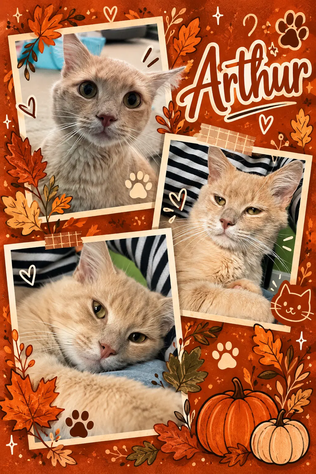 Arthur Fcid  - - Tabby