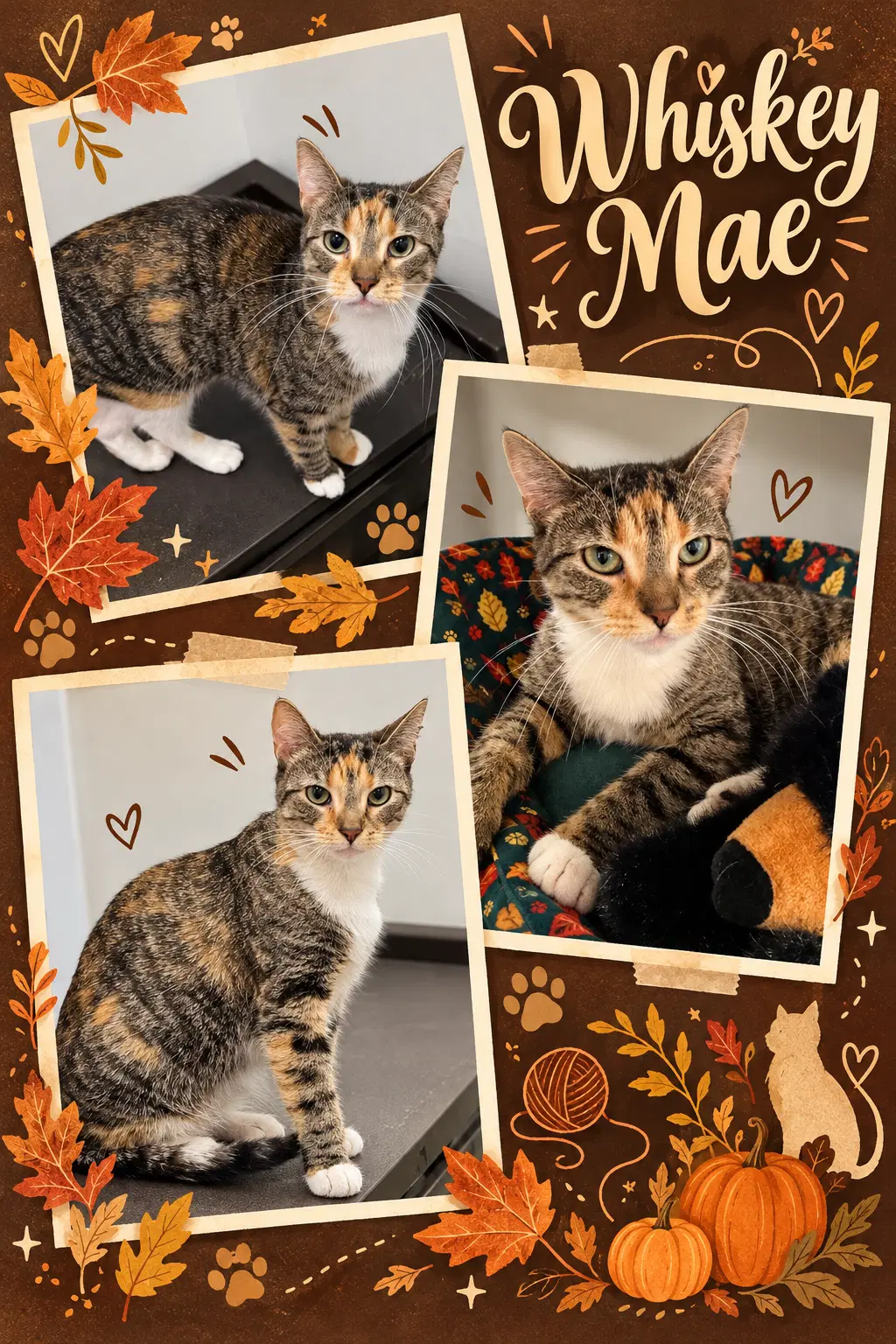 Whiskey Mae Fcid  -  Middletown Ps - Calico