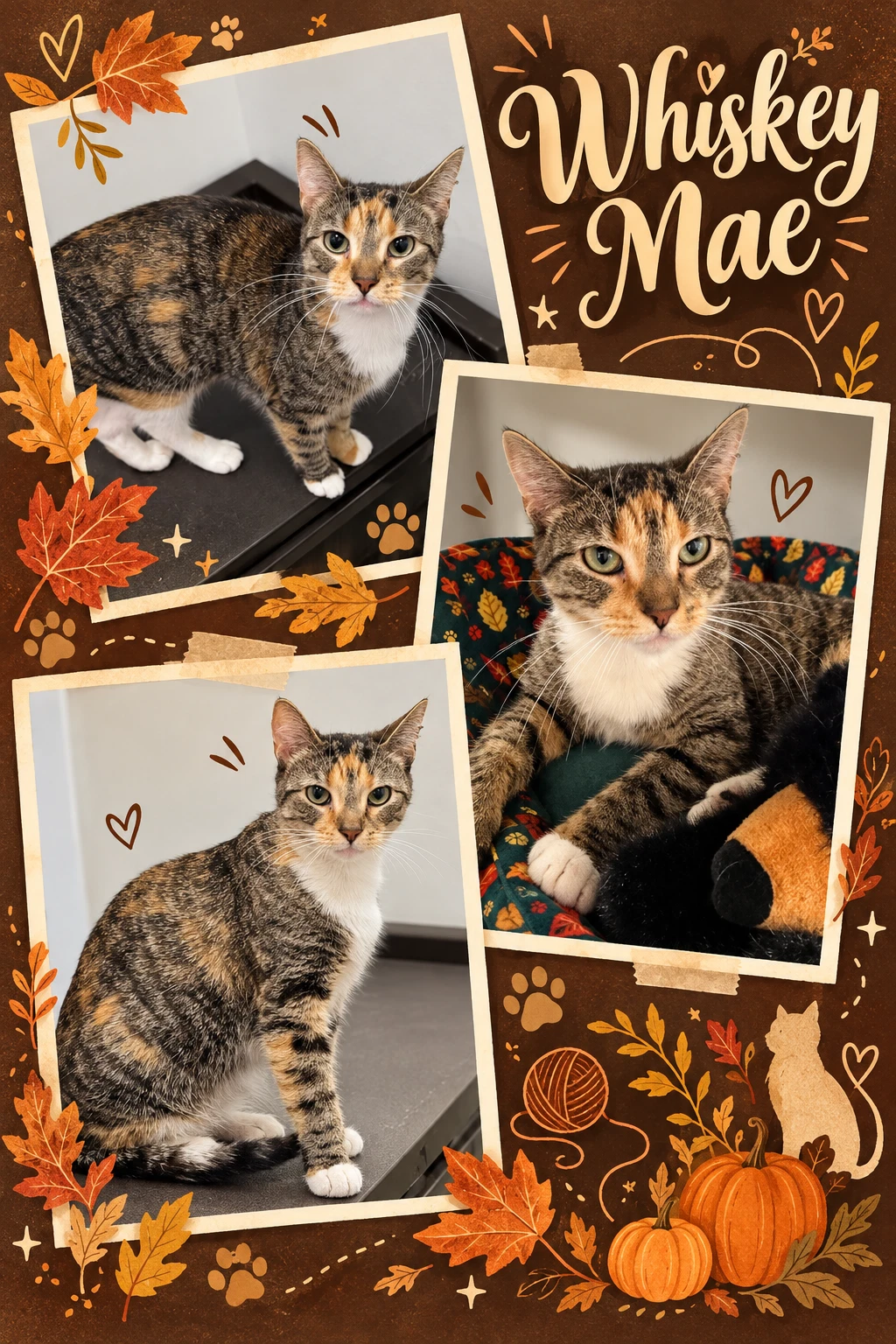 Whiskey Mae Fcid  -  Middletown Ps