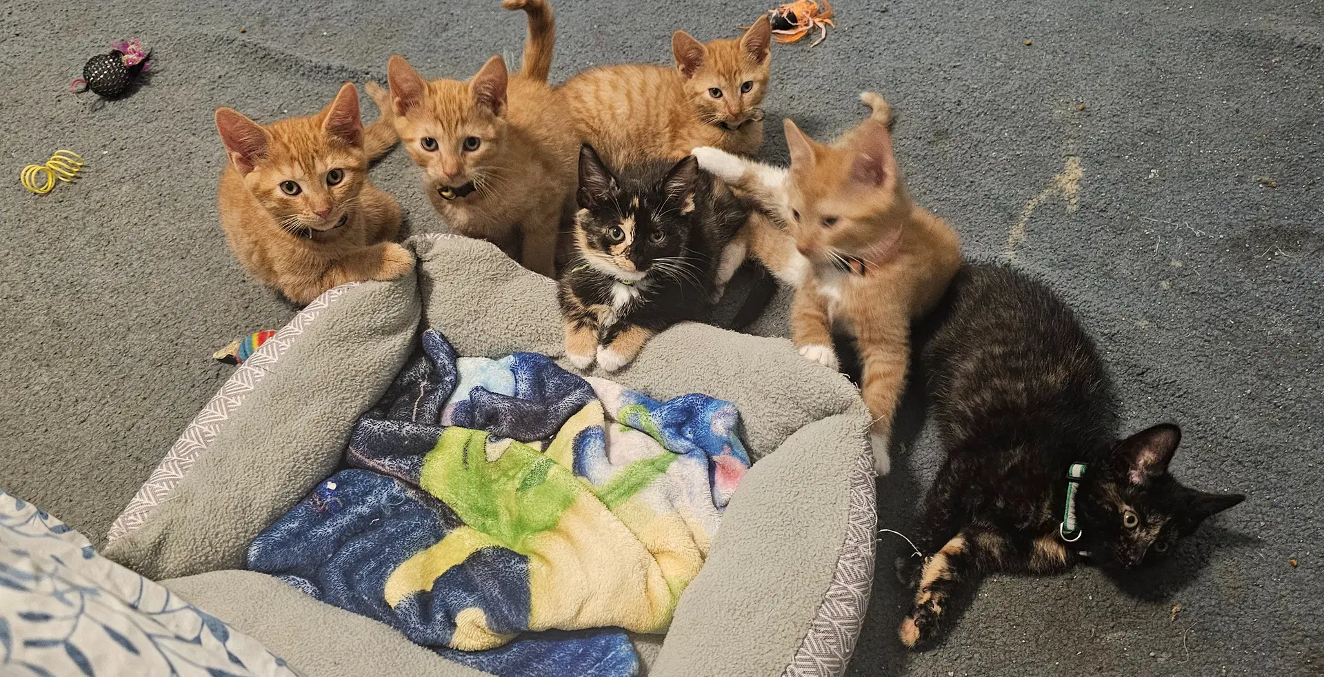 The Brady Bunch Boys Fcid - Kc image 4