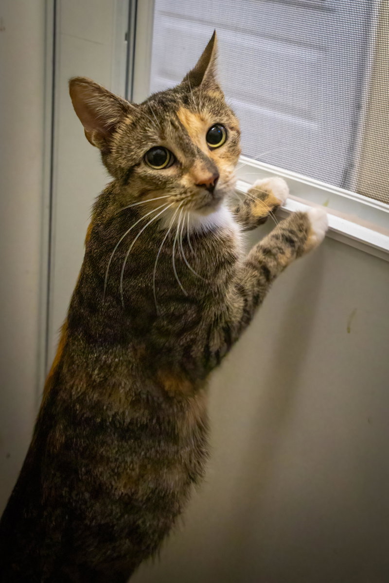 Tabitha, photo 2
