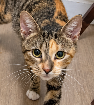 Tabitha, photo 3