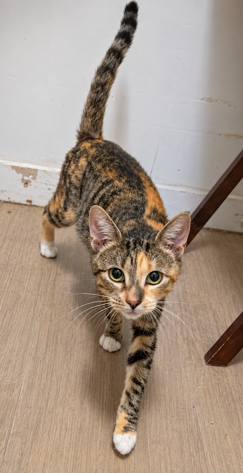 Tabitha, photo 4