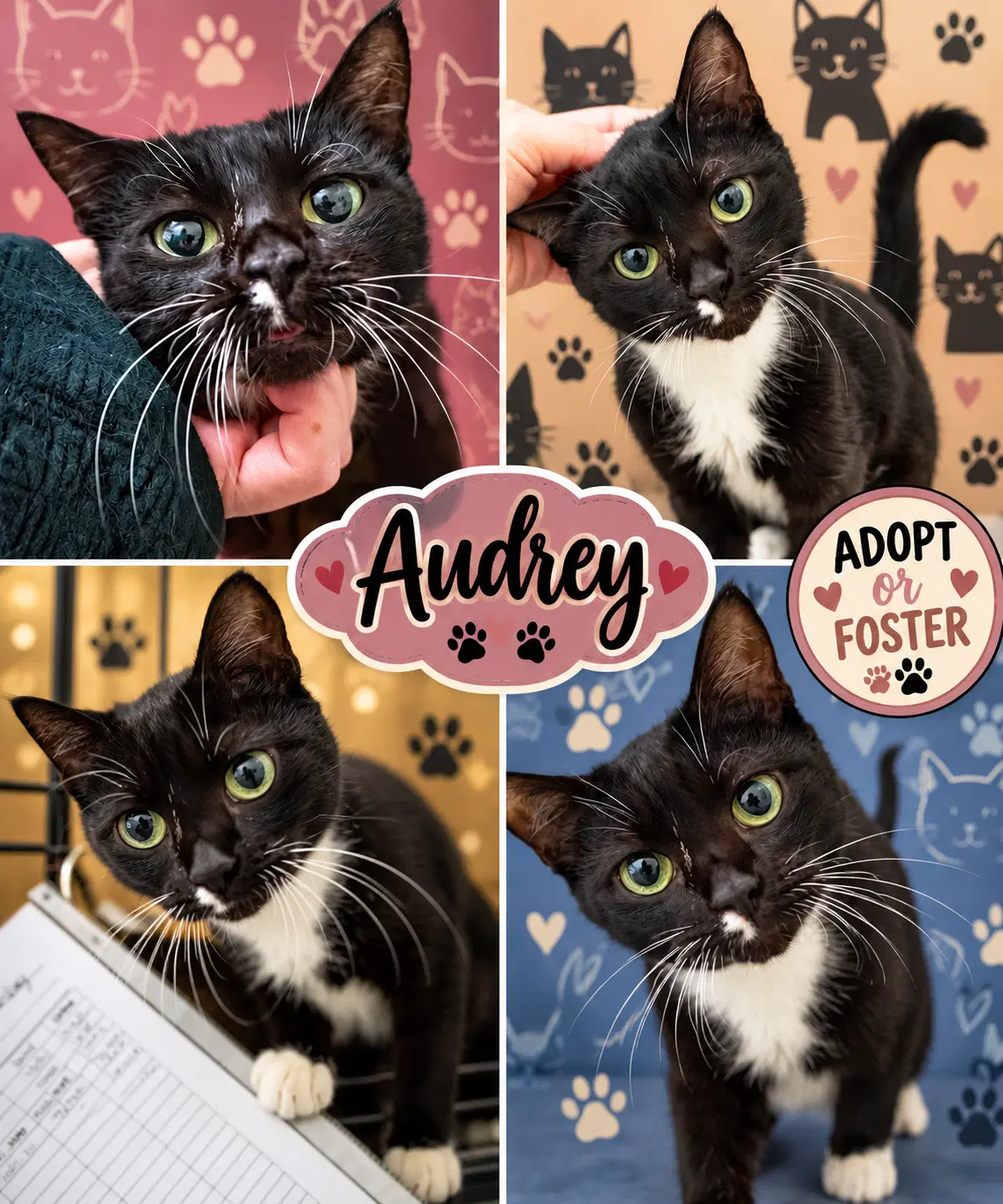 Audrey Fcid  -  Trainer - Tuxedo