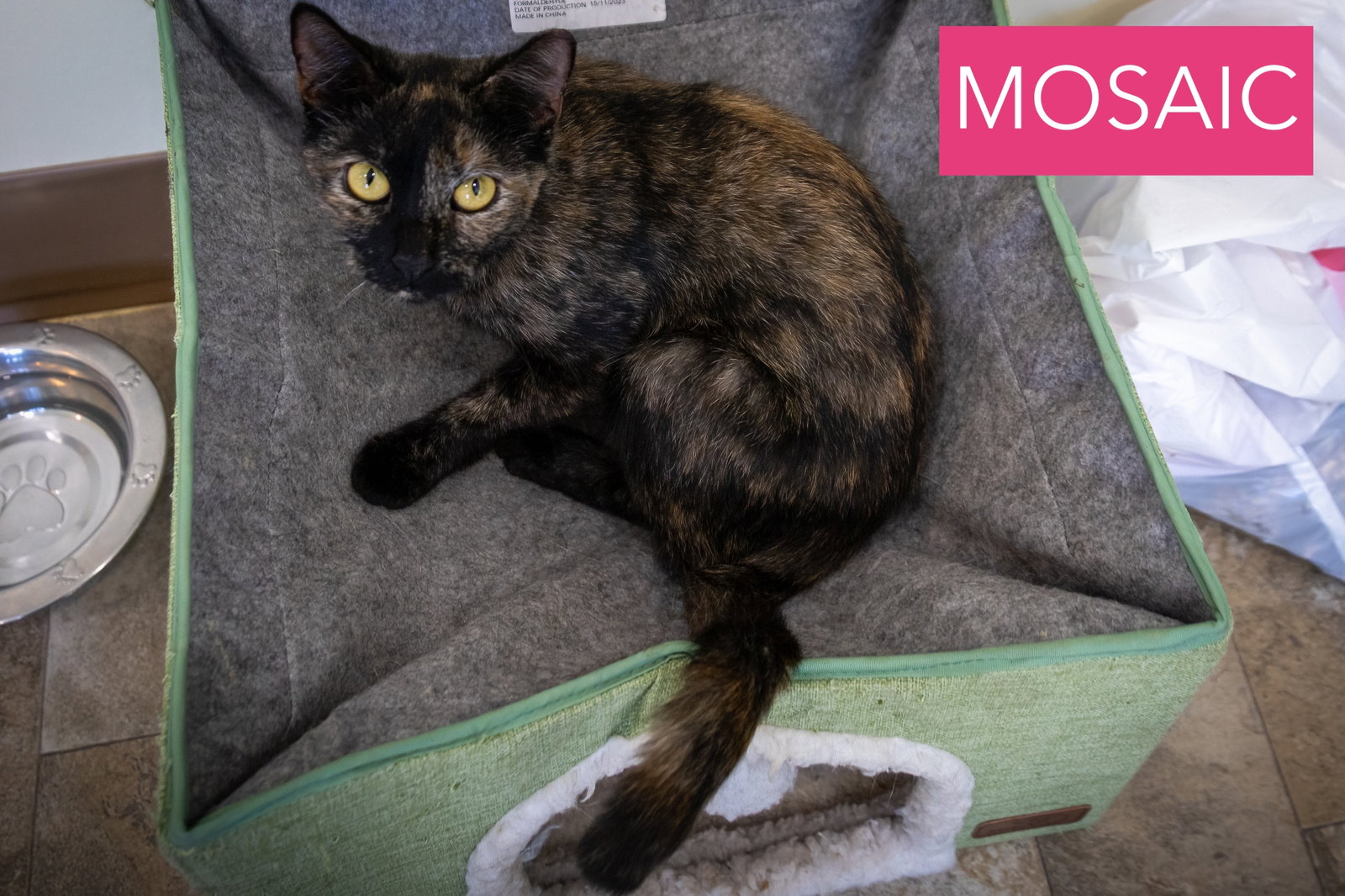 Mosaic (FCID# 09/30/2026 - 36 Trainer), photo 4