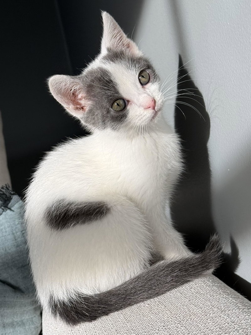 Penny, photo 2