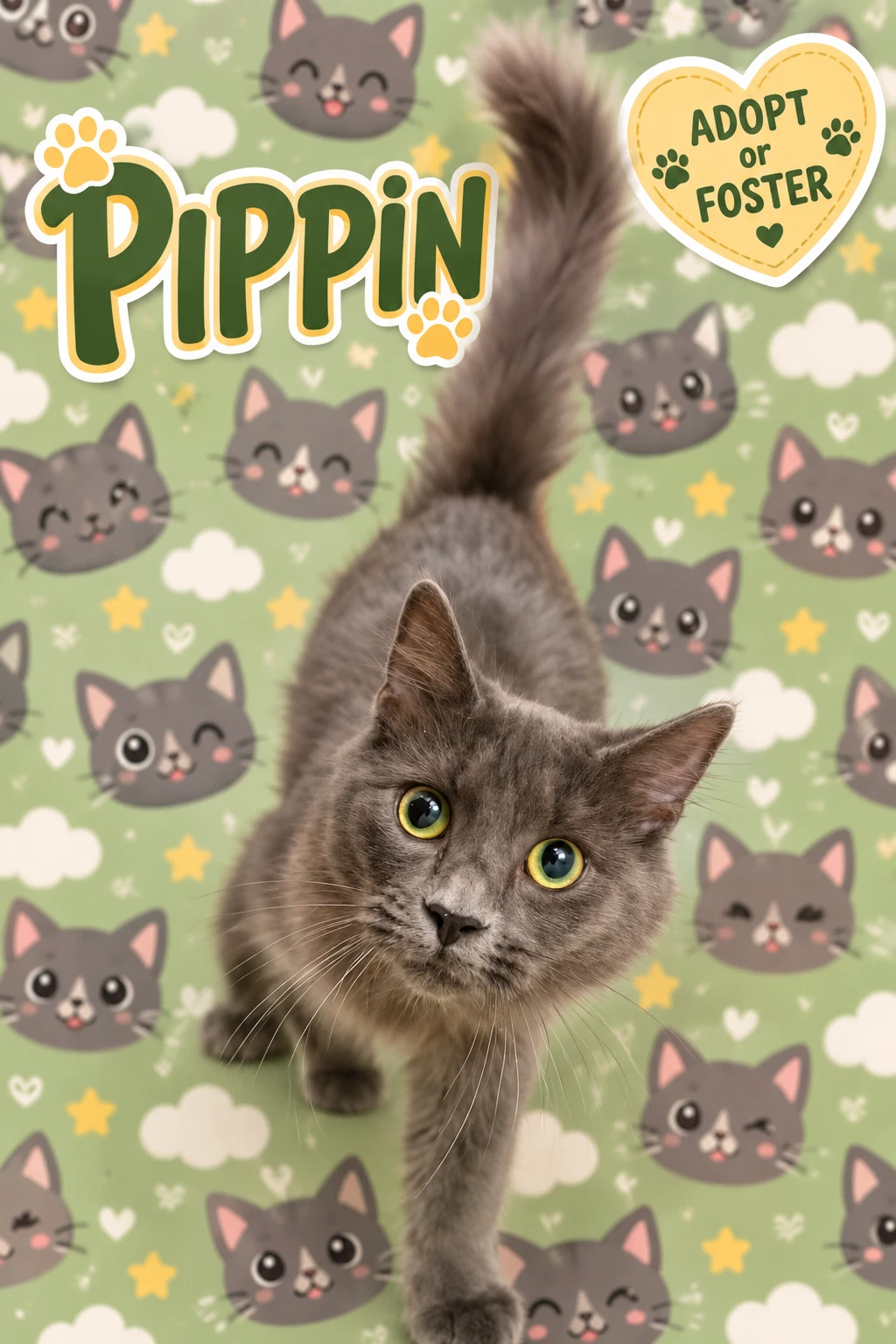 Pippin Fcid  -  Trainer