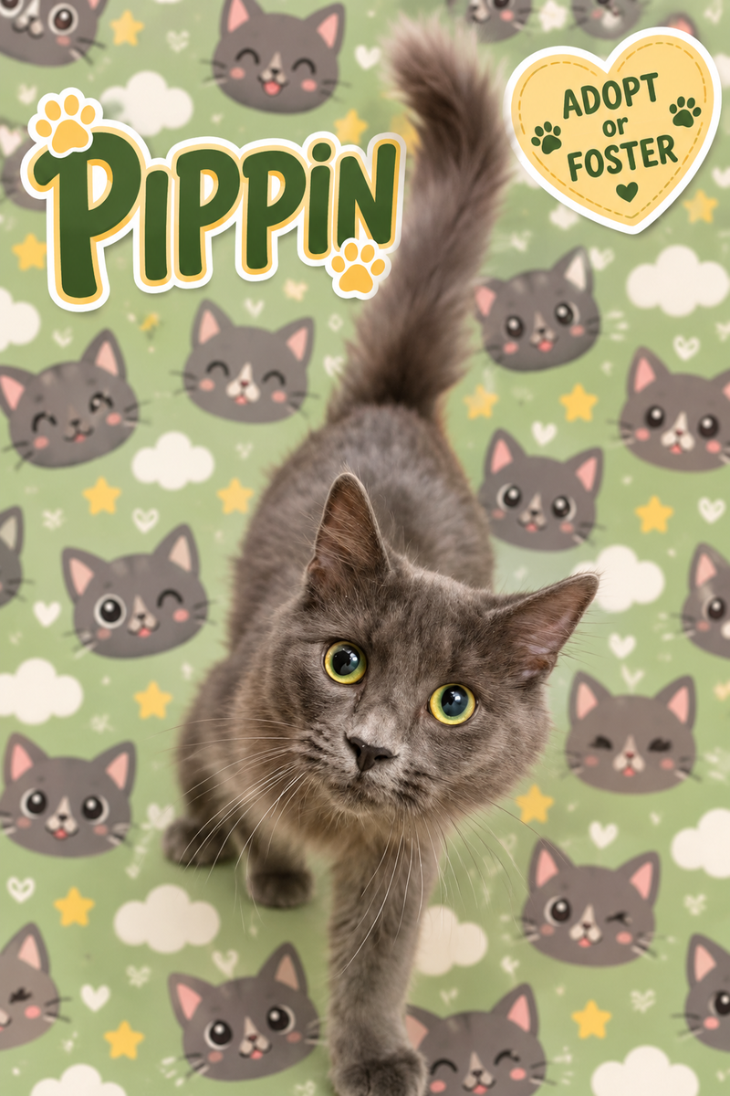 Pippin, a young male cat up for adoption