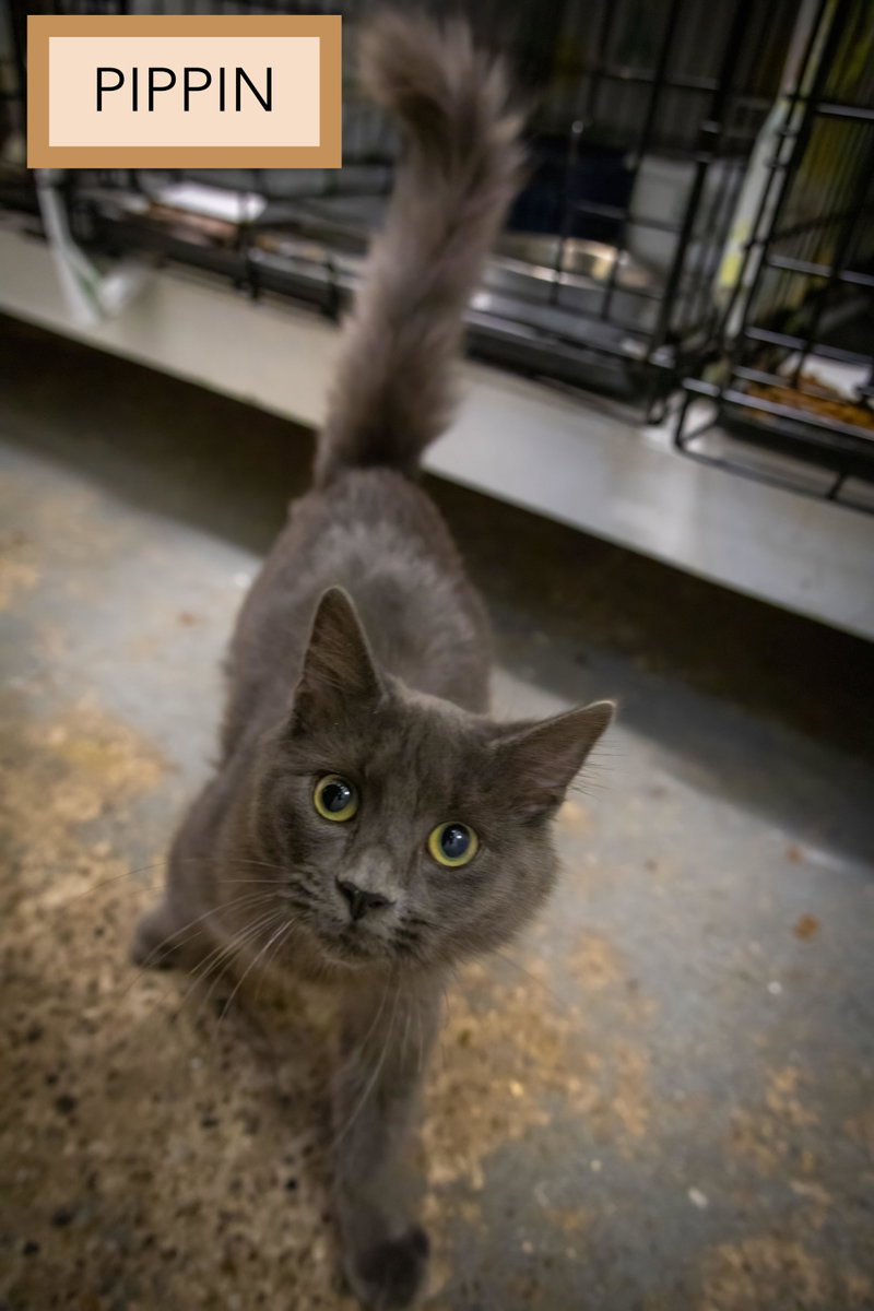 Pippin, photo 3