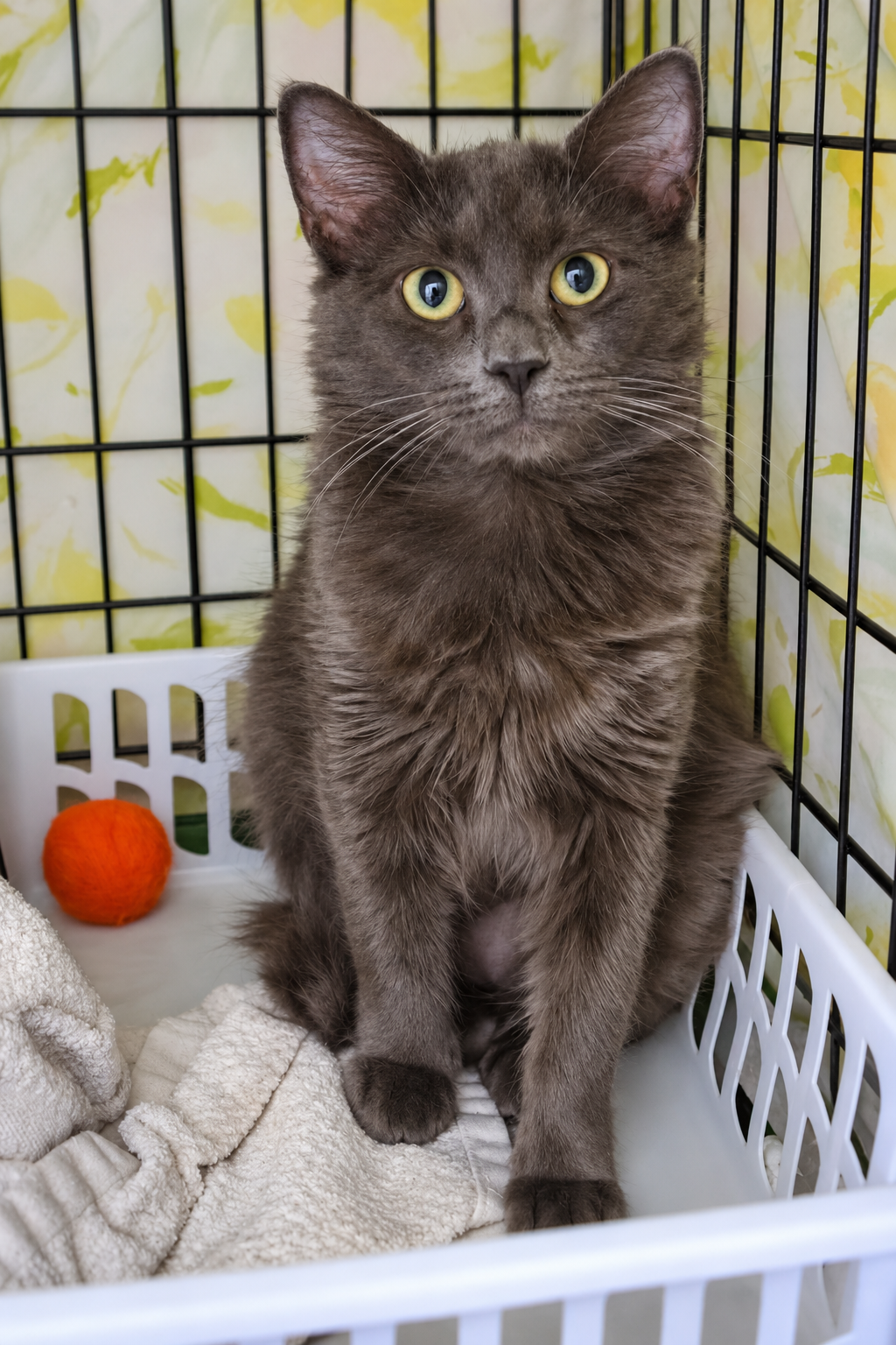 Meriadoc: DMH (FCID# 10/01/2026 - 25 Trainer), photo 2