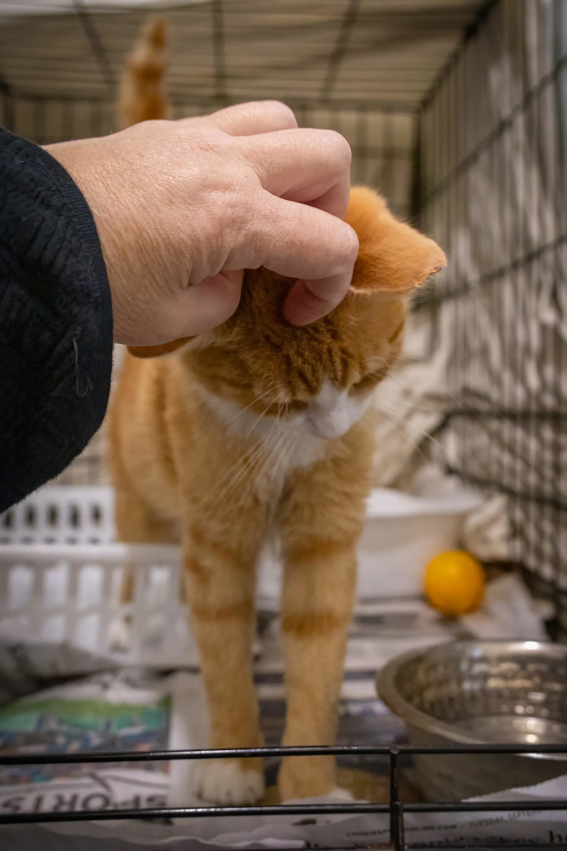 Butternut Fcid  -  Trainer image 2