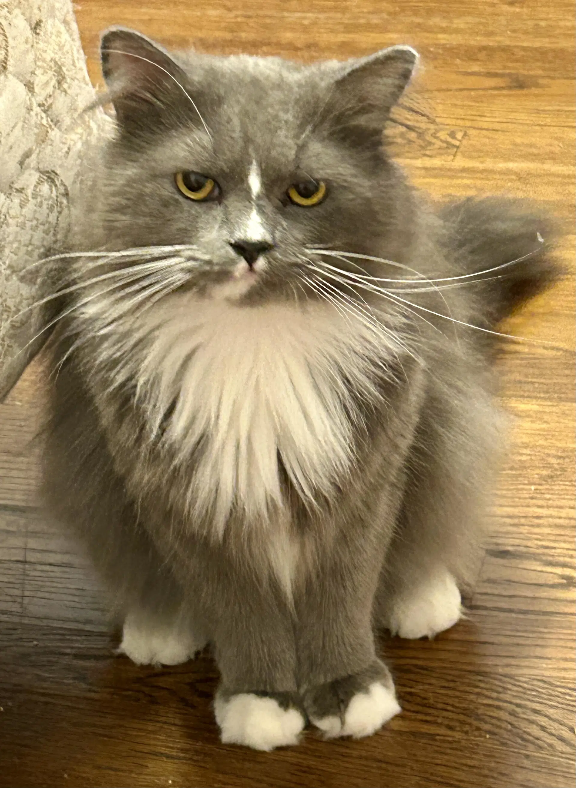 Gizmo Dlh Fcid - Brookhaven Ps C - Domestic Long Hair