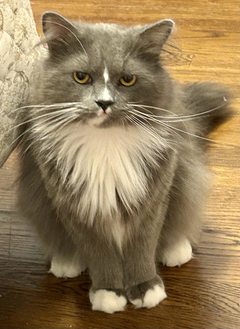 Gizmo, a young male cat up for adoption