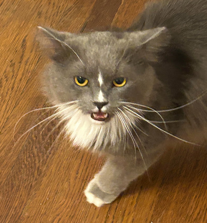 Gizmo, photo 3