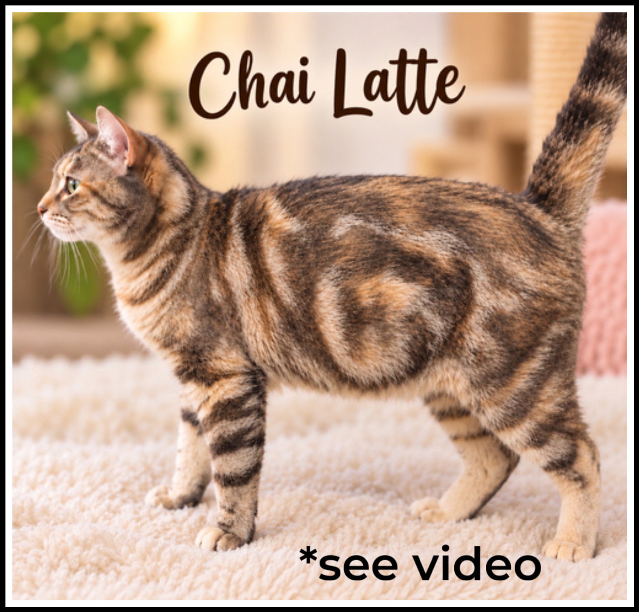Chai Latte, Willow Grove PA (FCID#10/07/26-114)