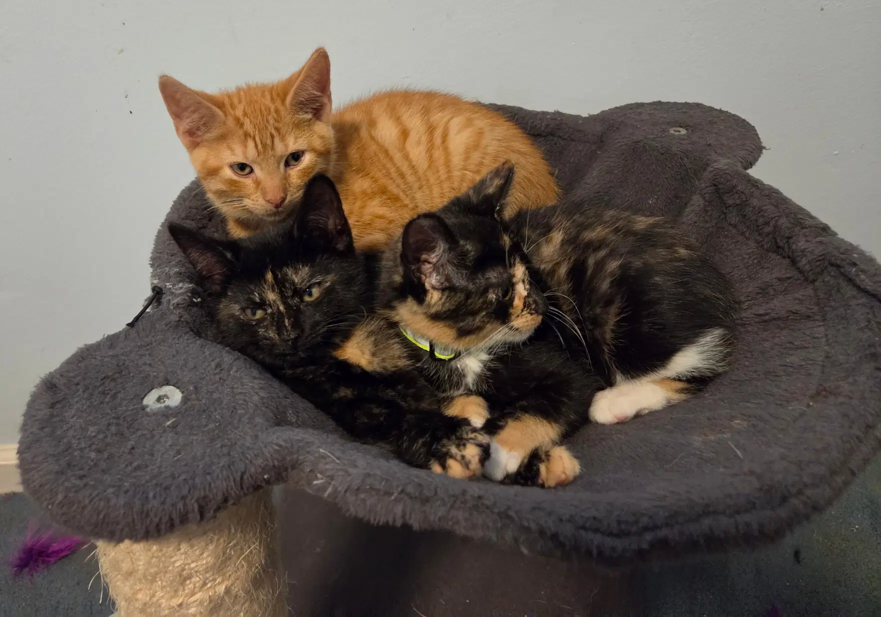 Marcia Jan  Greg Glen Mills Ps Kc - Domestic Short Hair