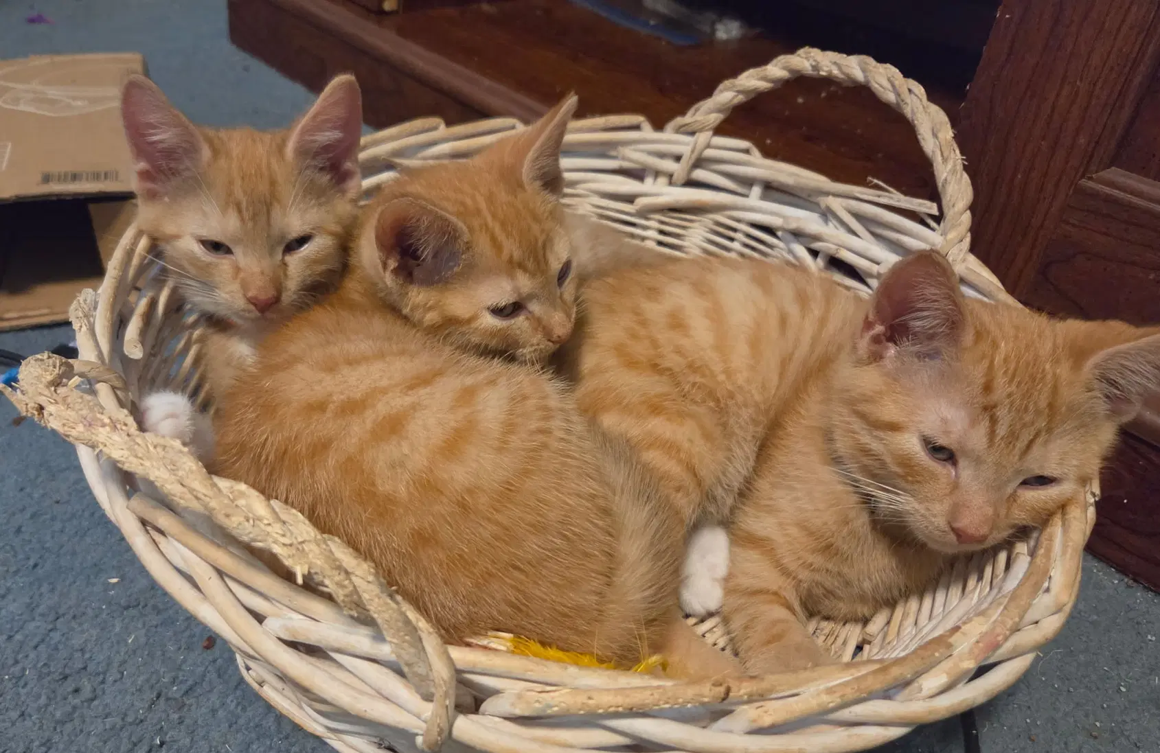 Peter Bobby  Cindy Brandywine Ps Kc - Tabby