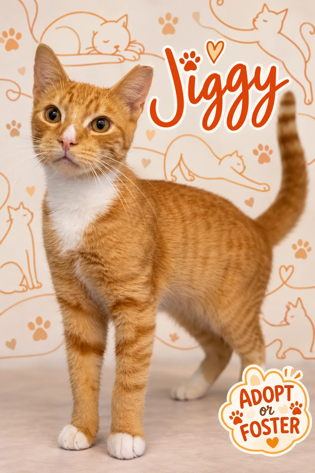 Jiggy Fcid  -  Trainer - Tabby