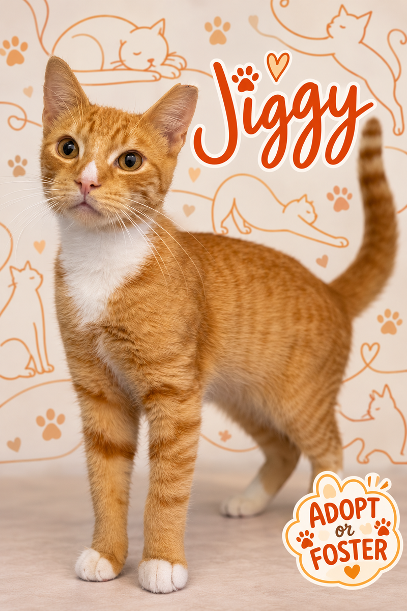 Jiggy, a young male Tabby cat up for adoption