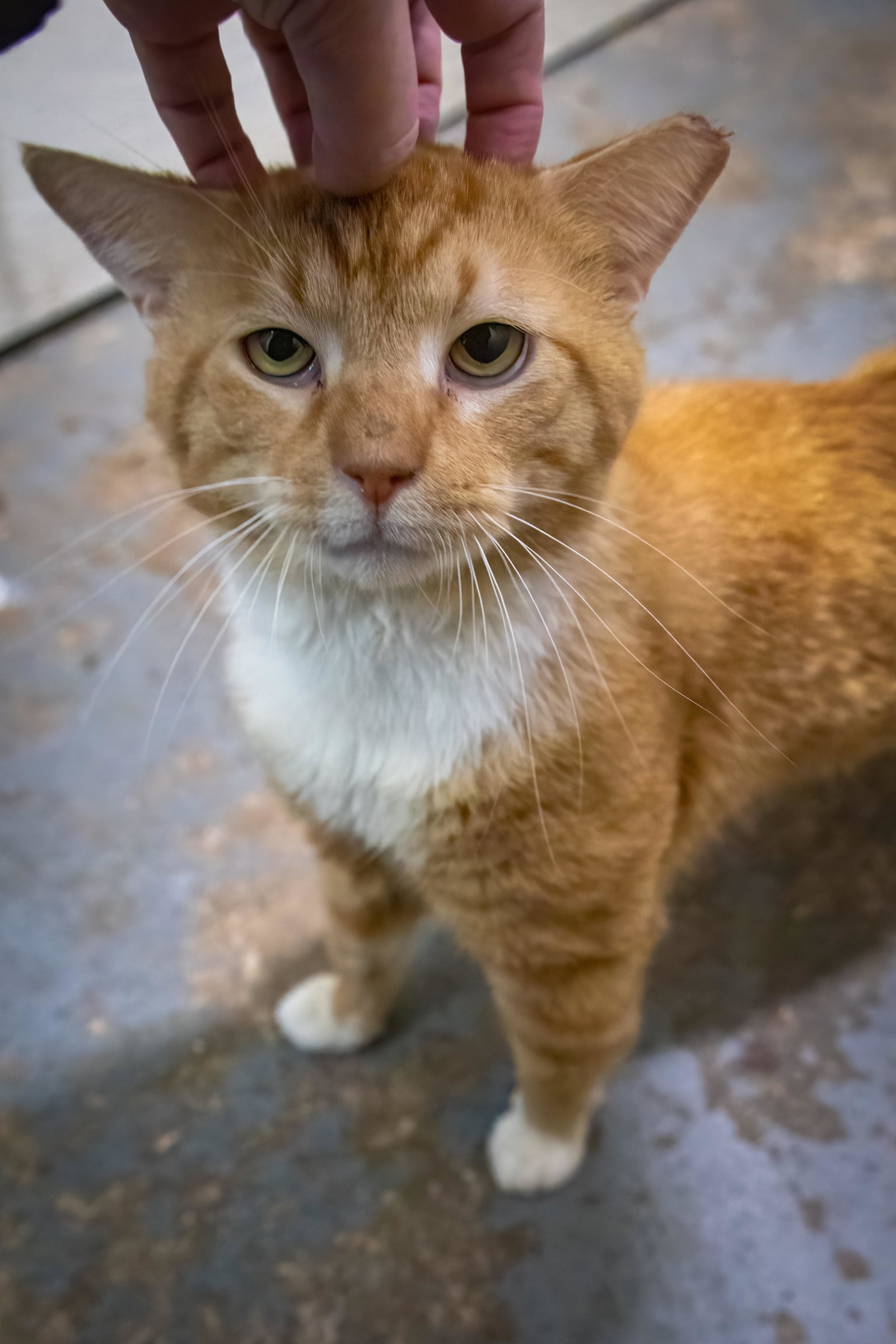 Julius (FCID# 09/21/2026 - 42 Trainer), photo 2