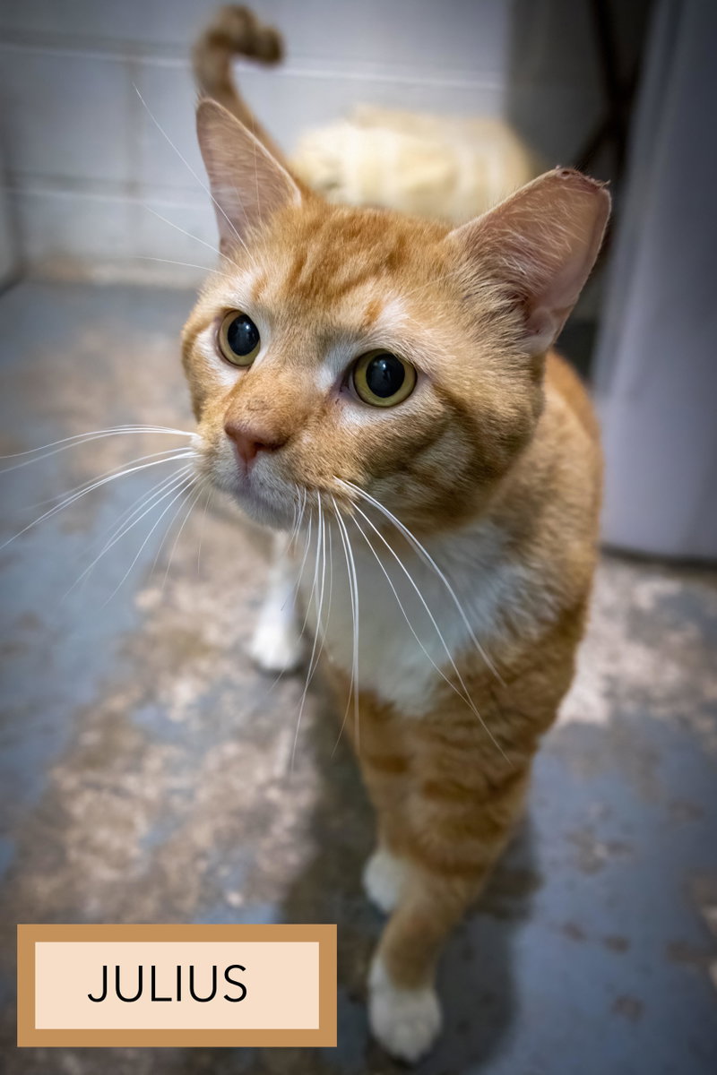 Julius, photo 3