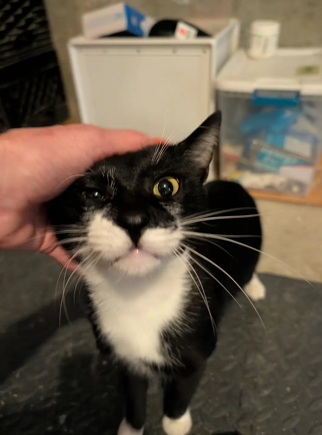 Matisse - Domestic Short Hair