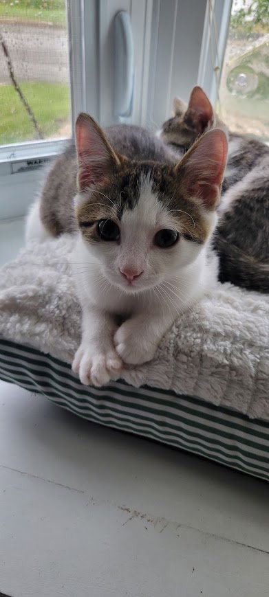 Foggy, Willow Grove Area, (FCID 09/16/2026-148)