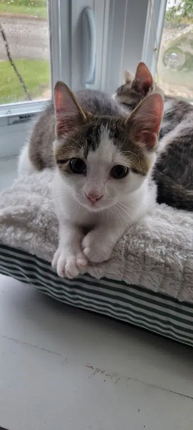 Foggy Willow Grove Area Fcid - - Domestic Short Hair