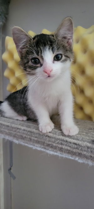 Rain, Willow Grove Area,, a female kitten up for adoption