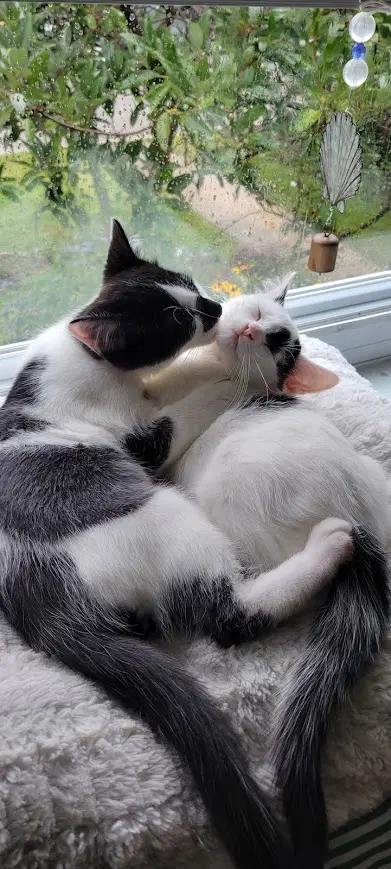 Stormy Willow Grove Area Fcid - image 4