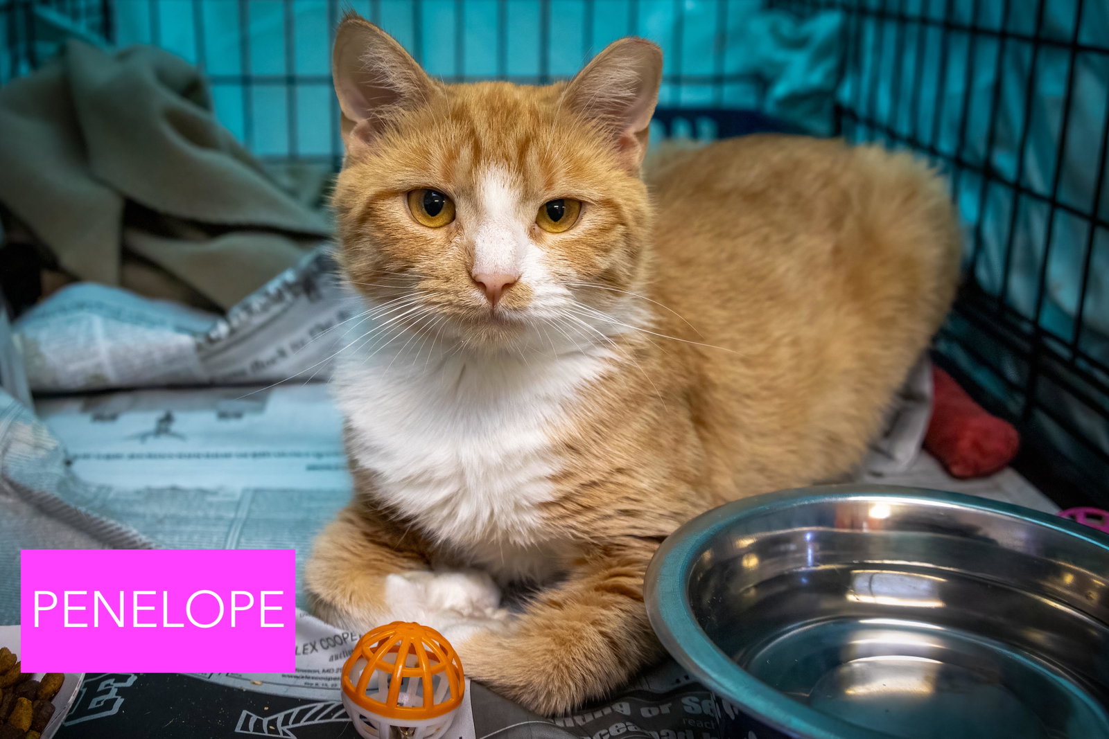 Penelope (FCID# 09/21/2026 - 87 Trainer), photo 3