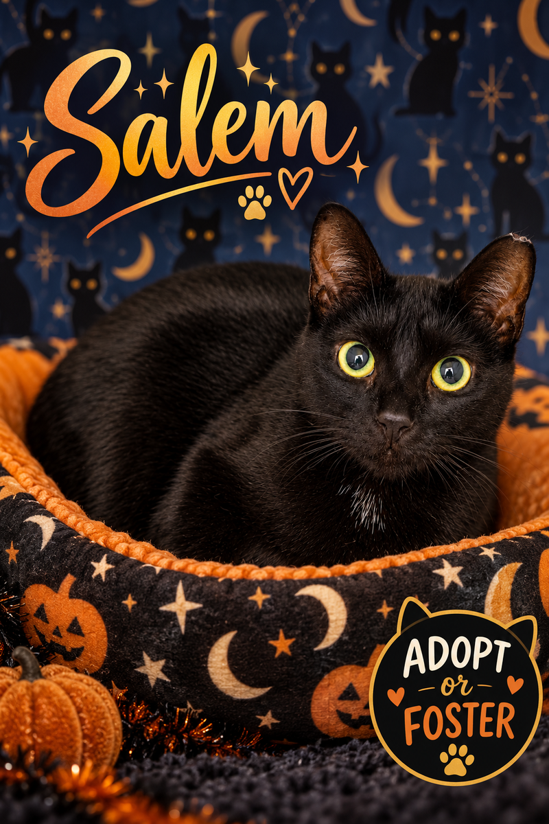 Salem, a young female cat up for adoption