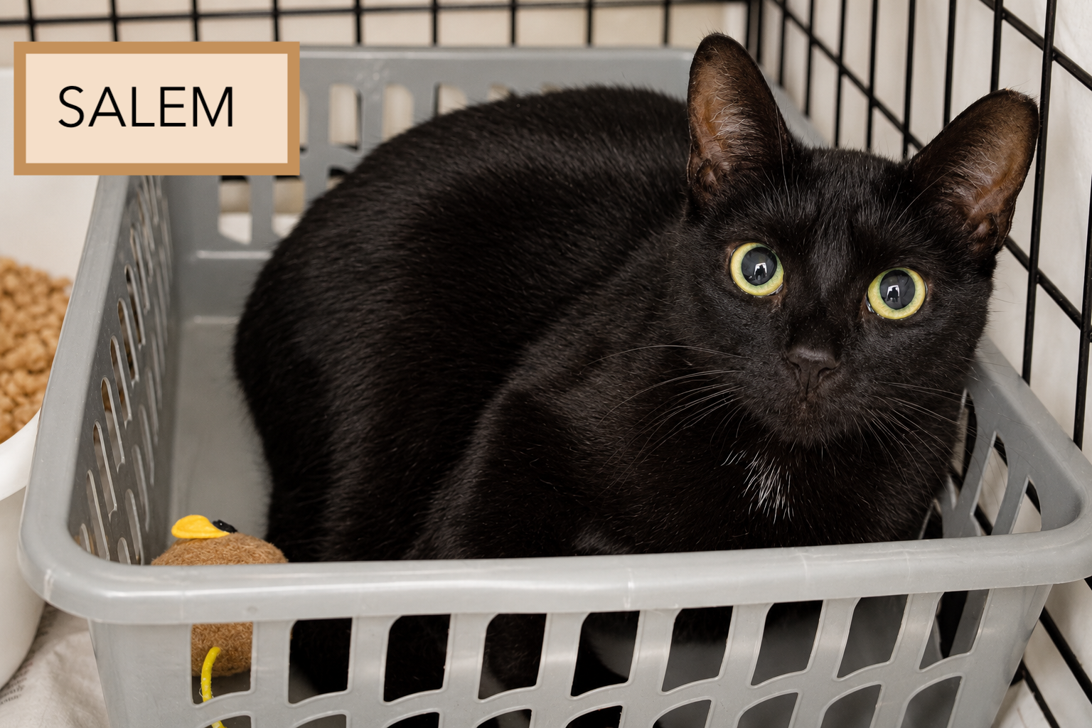 Salem (FCID# 09/30/2026 - 64 Trainer), photo 2