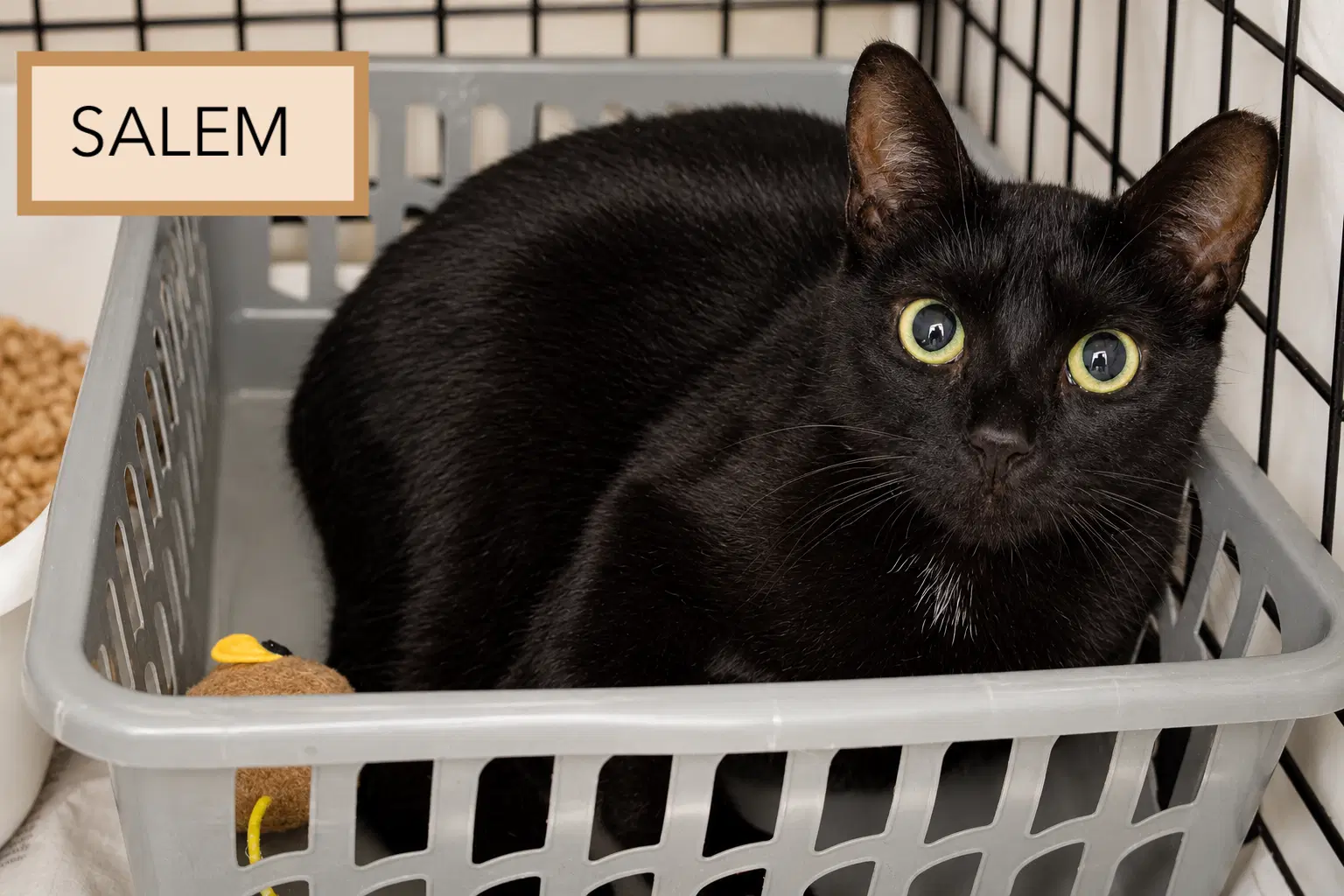 Salem image 2
