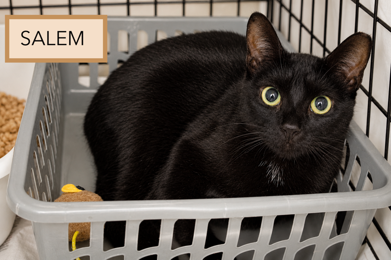 Salem, photo 2