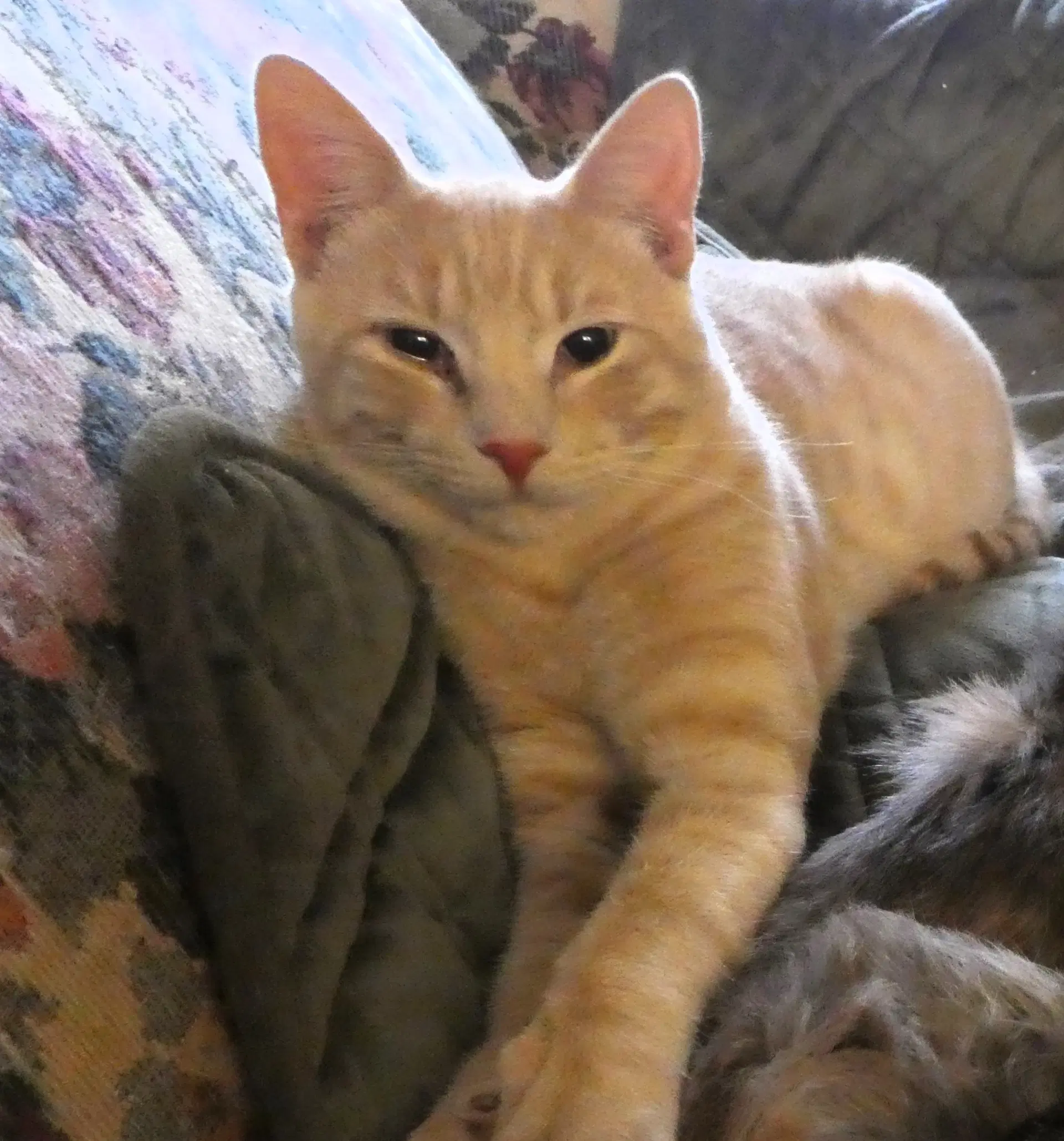 Jeremy - Tabby