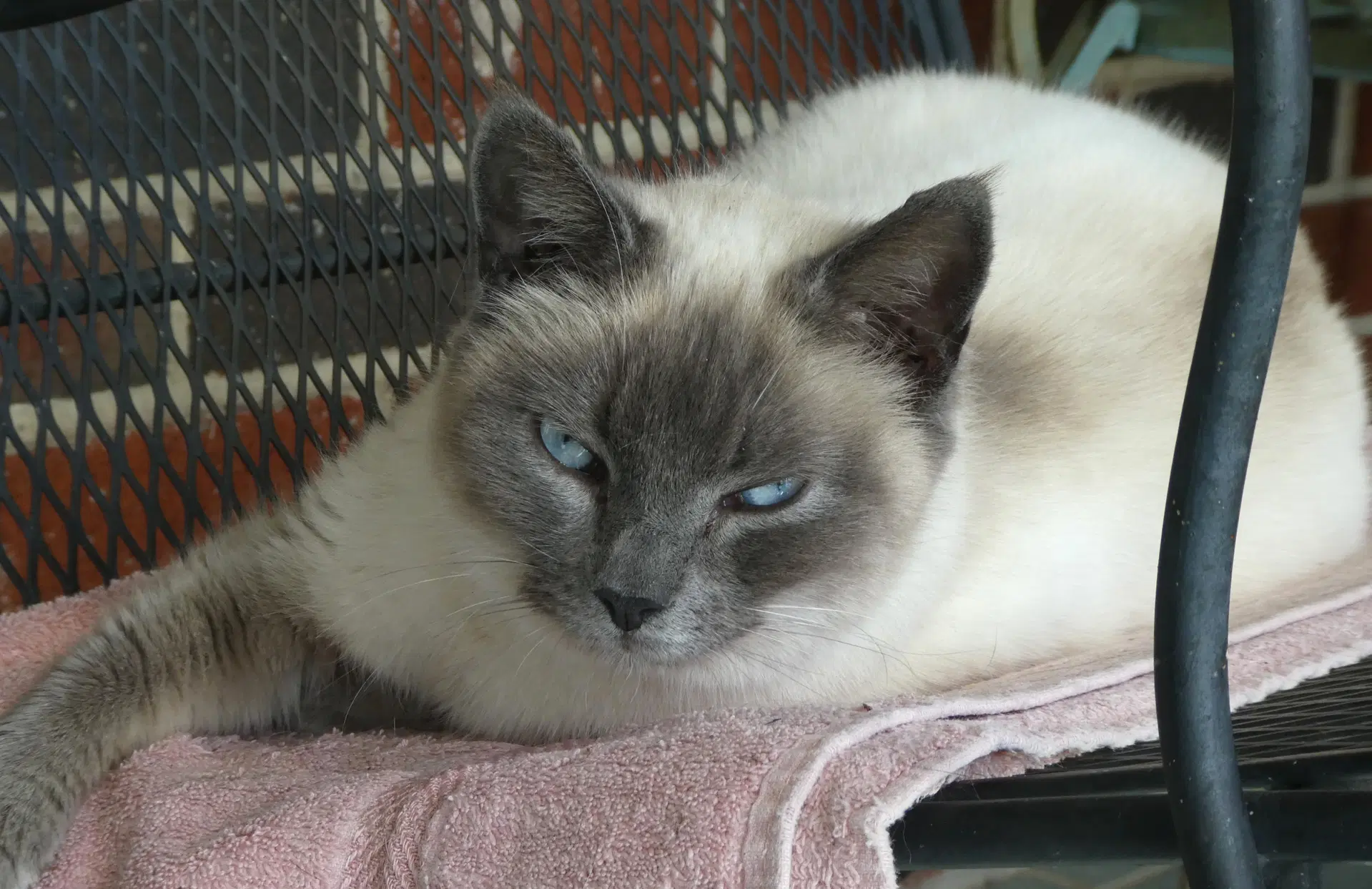 Lilac Willow Grove Pa  -  Area - Siamese